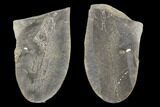 Fossil Macroneuropteris Seed Fern (Pos/Neg) - Mazon Creek #89940-1